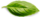 basil-leaf-e1646853042627